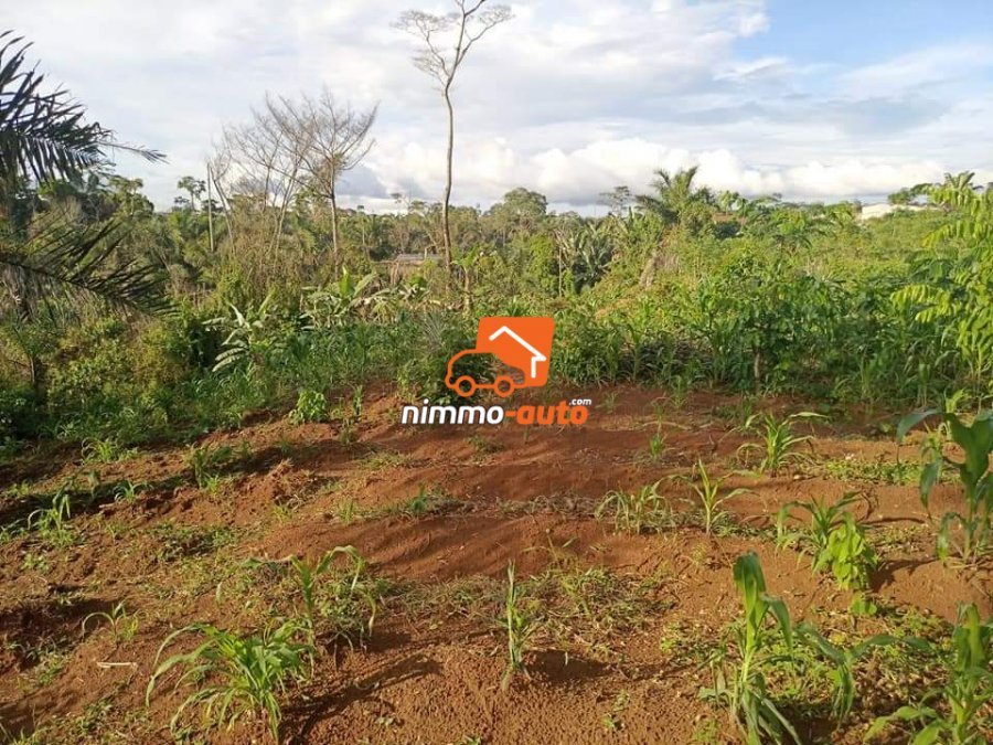 Terrain de 8ha à afanoyo'o à 1km de l'usine Cimencam