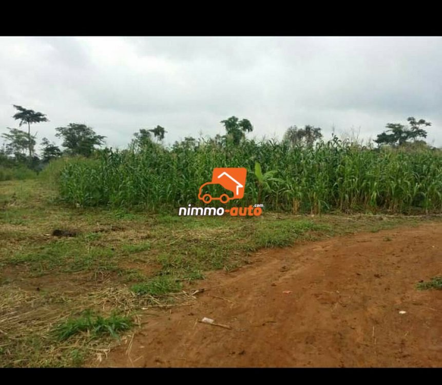Terrain titré  et loti sur la route yaounde-Mfou