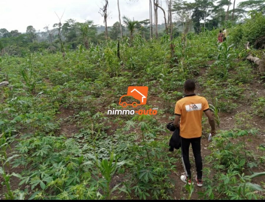 Terrain à vendre à Mfou titré et loti
