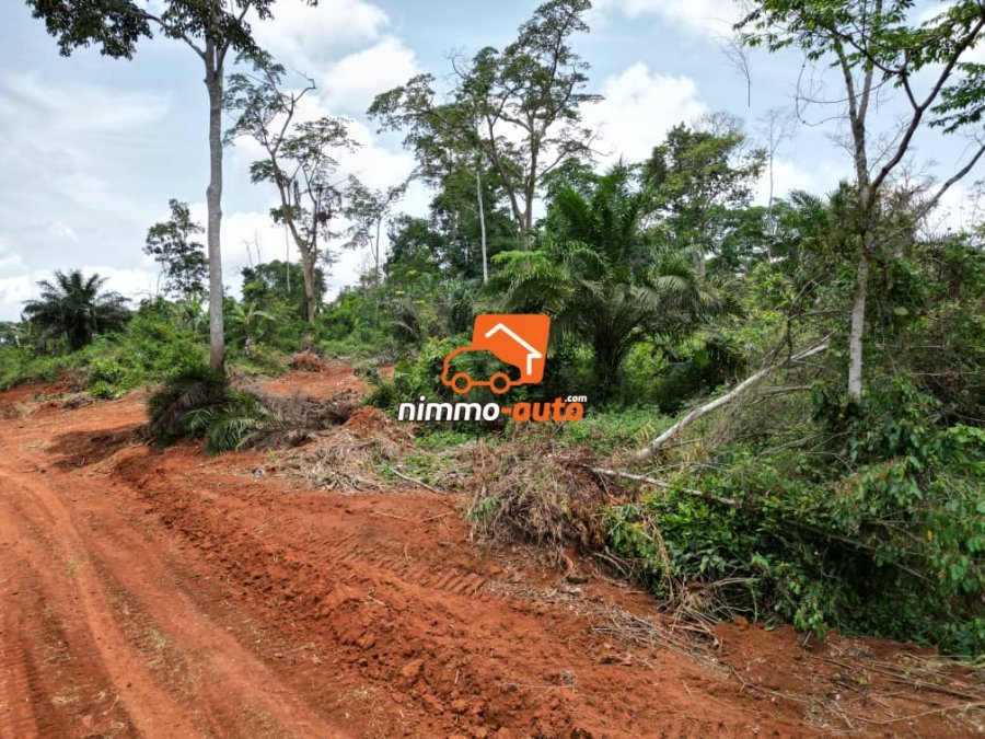 magnifique terrain à vendre à yemsoum par tradex nsimalen