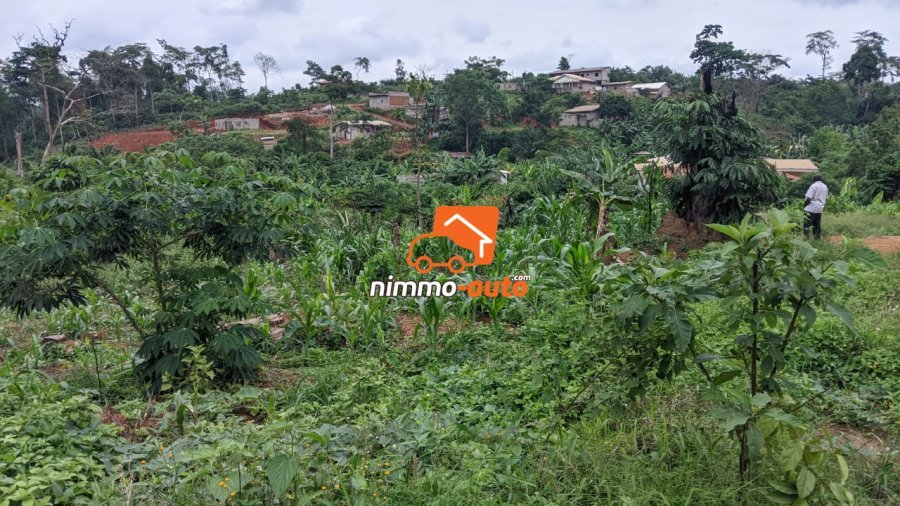TERRAIN A VENDRE A NKOABANG