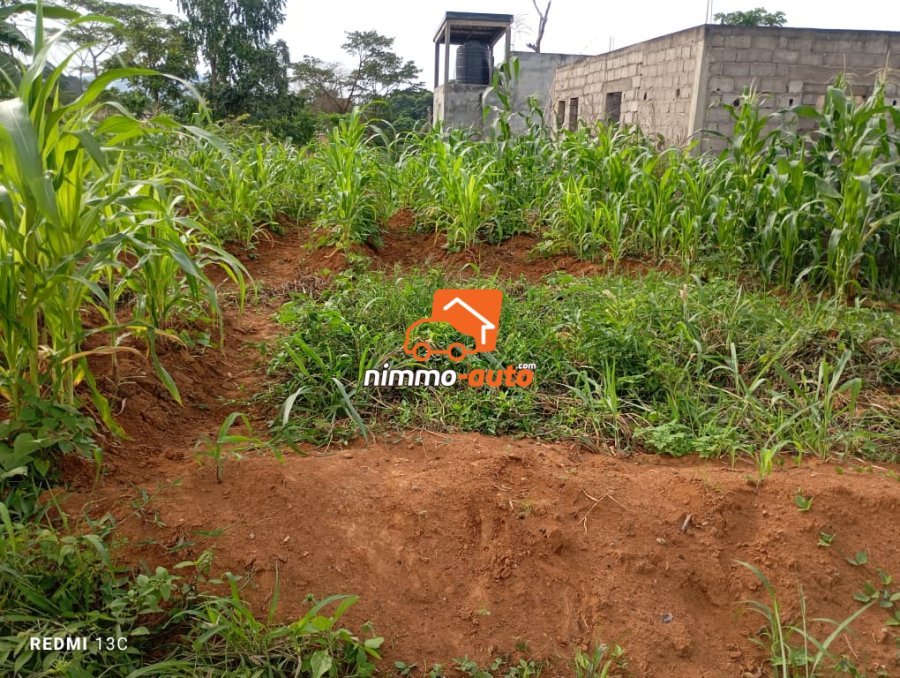 Terrain titré 1000m2 Afanoya, Yaoundé 3 passant par cimencam, lieudit Eyango