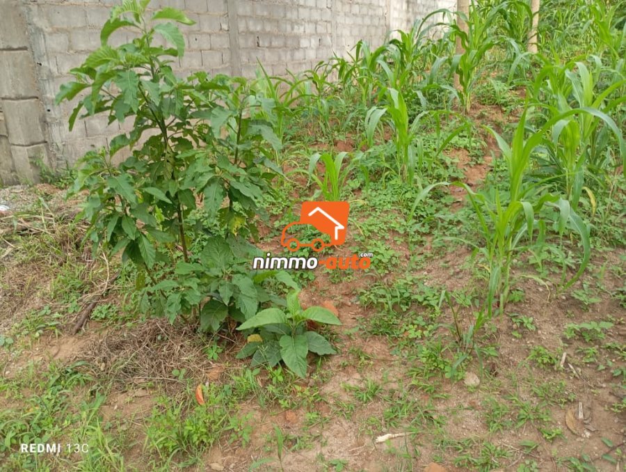 Terrain titré 1000m2 Afanoya, Yaoundé 3 passant par cimencam, lieudit Eyango