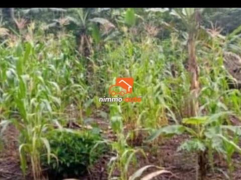 Missole (après la Dibamba)