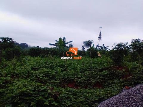 Terrain