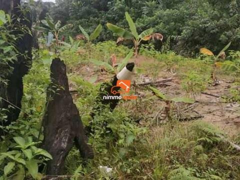 Terrains à vendre à Dibamba (kendek)