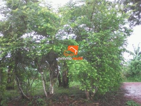 Terrain à vendre a baa'ba (akak2 ebolnkok)