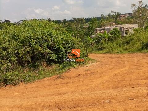 Terrain à vendre Tsinga village palmerais