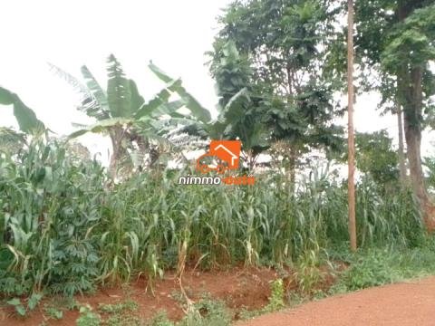 Terrain à vendre à Olembe