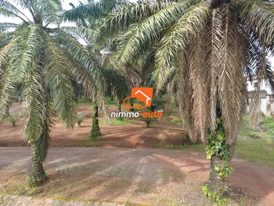 TERRAIN A VENDRE A ODZA PETIT MARCHE