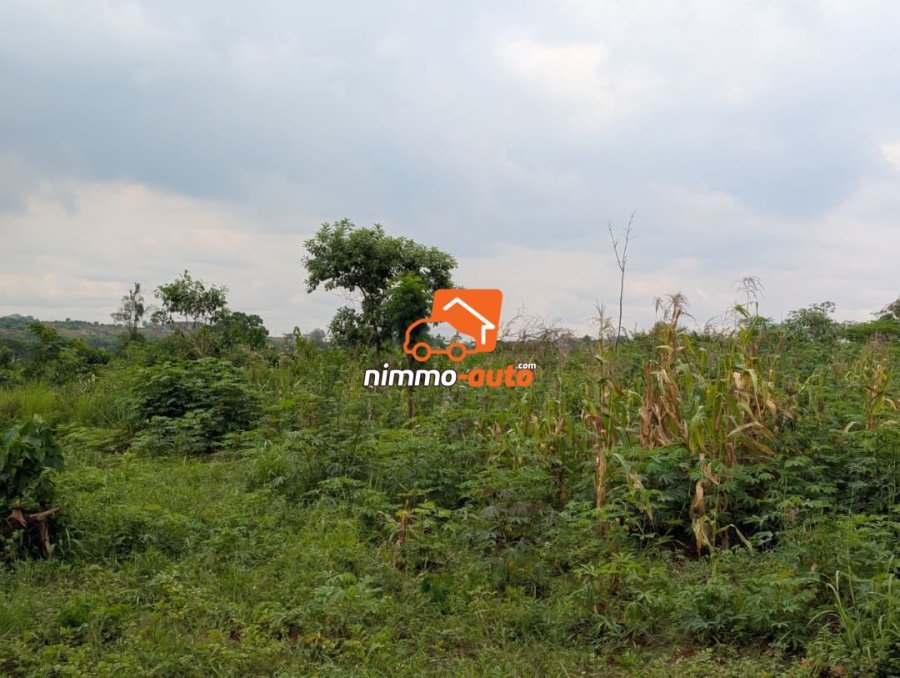 Plusieurs lots titrés bien situé à vendre a Nkozoa ,route bitumée non loin du lycée