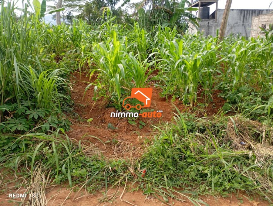 Terrain titré 1000m2 Afanoya, Yaoundé 3 passant par cimencam, lieudit Eyango