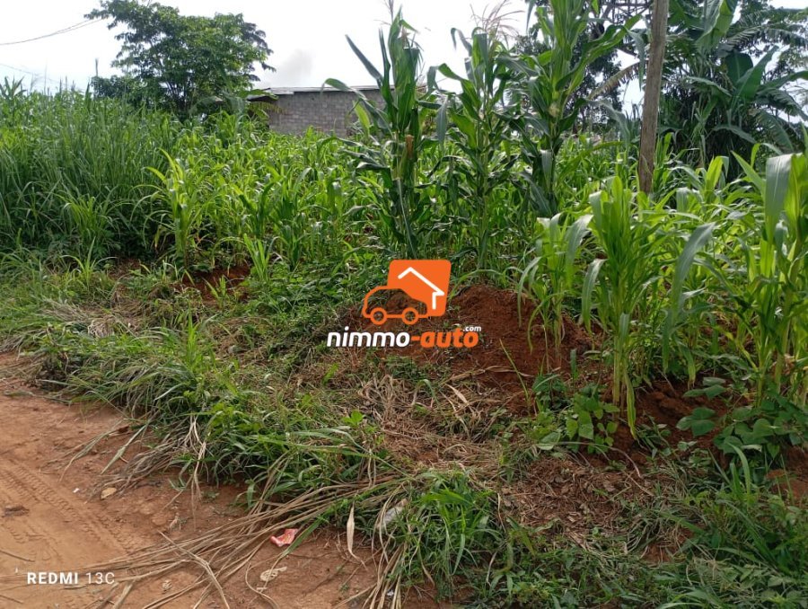 Terrain titré 1000m2 Afanoya, Yaoundé 3 passant par cimencam, lieudit Eyango