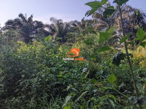 terrain à vendre très bien situé à Bomono