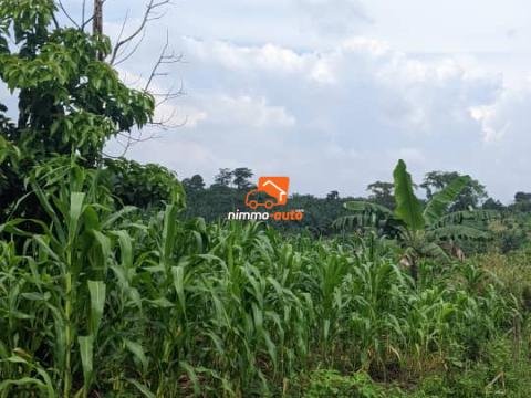 Terrain à vendre à Nkolnda derrière Nsimalen