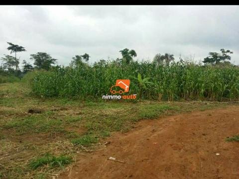 Terrain titré  et loti sur la route yaounde-Mfou