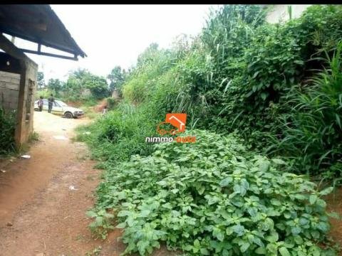 Terrain Simbock derrière la Rosière supérieure