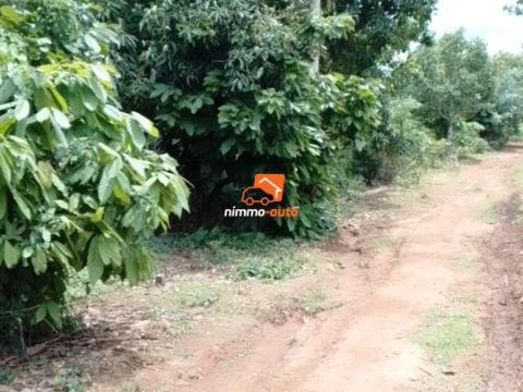 Terrain à vendre à Nyom  nkom damba