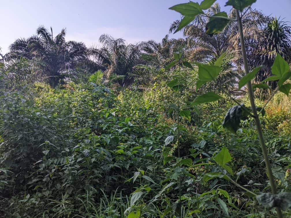 terrain à vendre très bien situé à Bomono