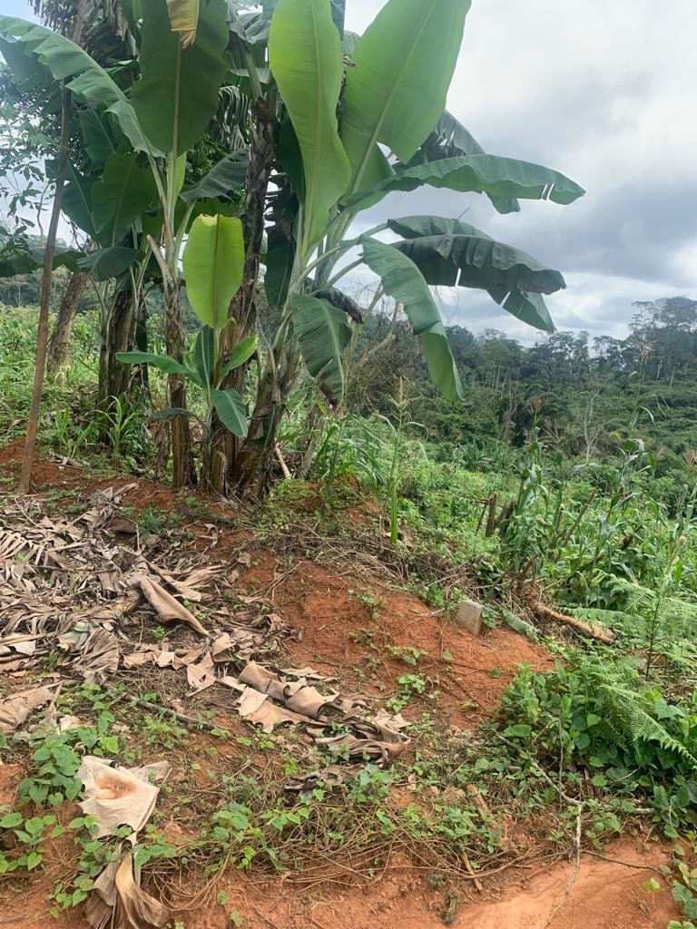 terrain titré à MBANKOMO